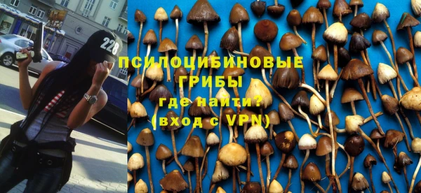 индика Богданович